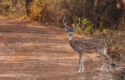 Axis deer standing on field in forest