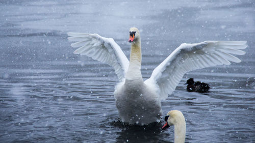 Swans swimming on lake