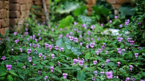 Close-up of pink flowers