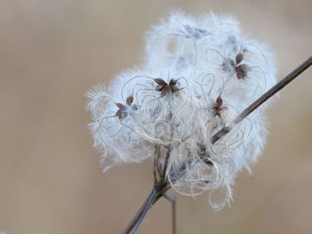 Close-up of dried plant