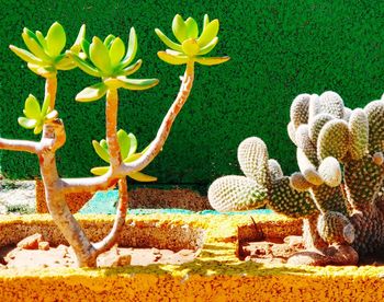 Close-up of succulent plant