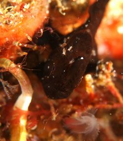 Close-up of crab in sea