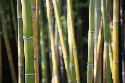 Close-up of bamboos