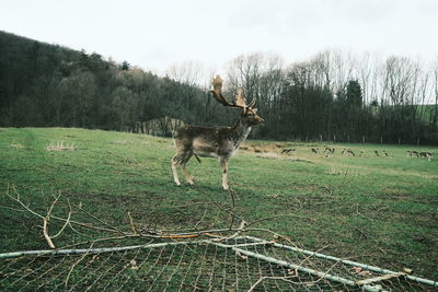 View of deer standing on field