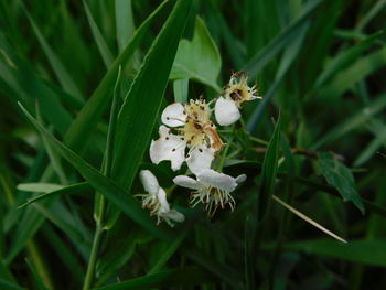 Close-up of white flowering plant