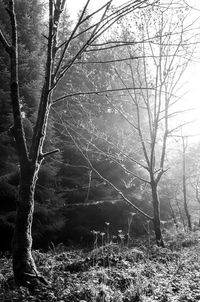 Bare trees in forest