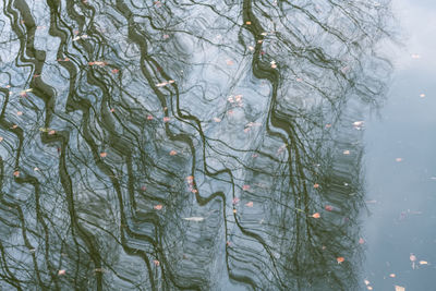 Full frame shot of plants in lake during winter