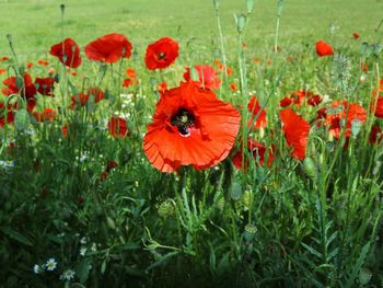 Close-up of butterfly on red poppy