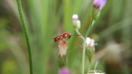 Close-up of insect on flower