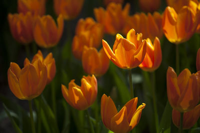 Close-up of orange flowers blooming outdoors