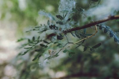 Close-up of insect on plant