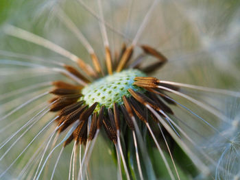 Close-up of dandelion on plant