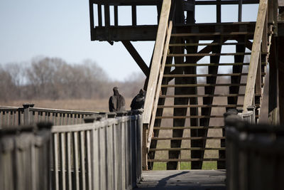 Pair of black vultures coragyps atratus perched on railing