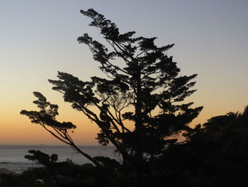 Silhouette tree against sky during sunset