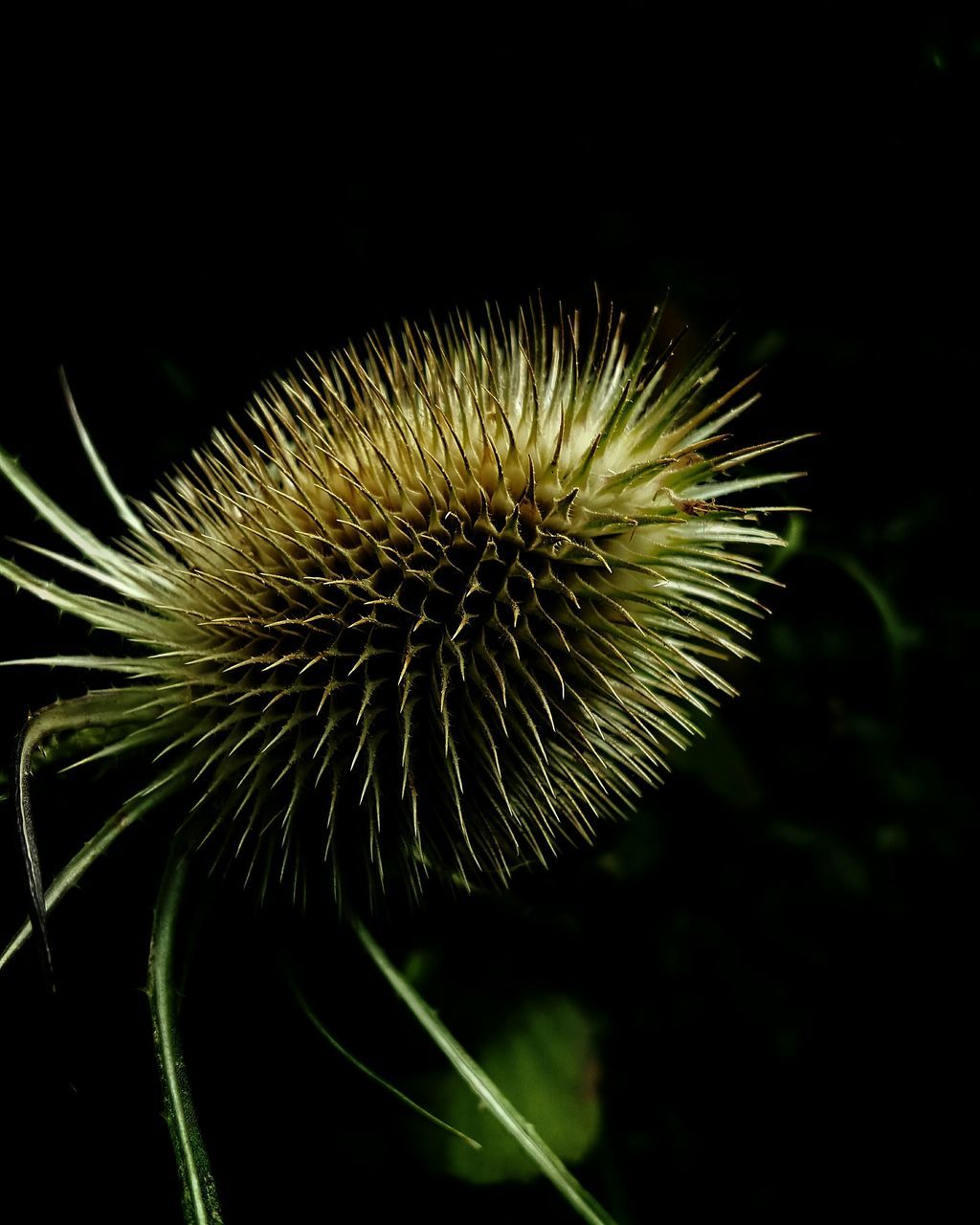 CLOSE-UP OF SPIKED PLANT