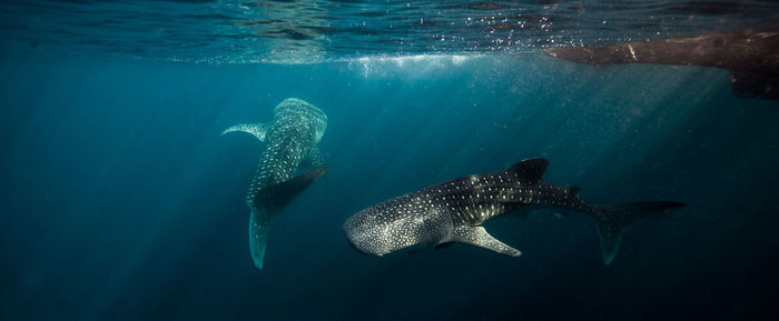 Whale shark swimming underwater