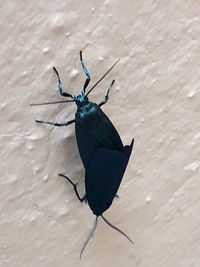 High angle view of black bird on leaf