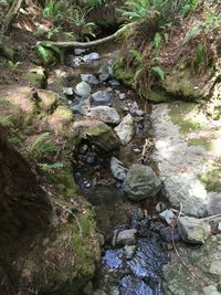 Stream flowing through rocks in forest