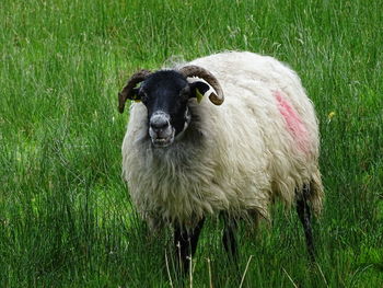 Portrait of sheep standing on field