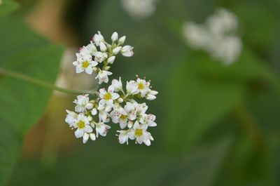 Close-up of white flowers