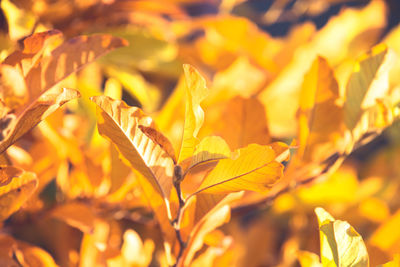 Close-up of yellow leaves on field during autumn