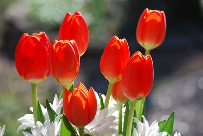 Close-up of red tulips blooming in park