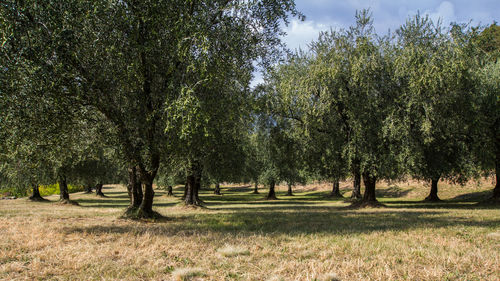 Trees on field