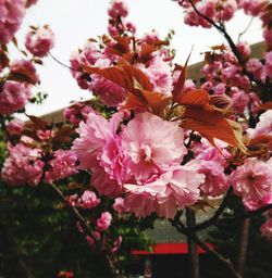 Low angle view of pink flowers