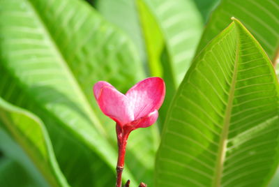 Close-up of pink flowering plant leaves