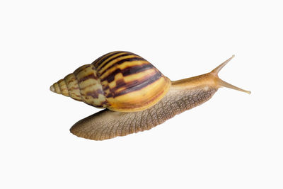 Close-up of snail against white background