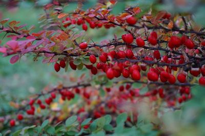Close-up of red berries growing on tree