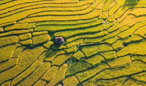 Aerial view of agricultural field