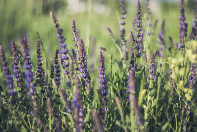 Close-up of purple flowering plants on field