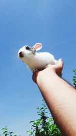 Close-up of hand holding lizard against sky