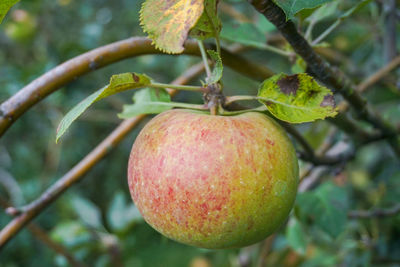 Close-up of apple on tree