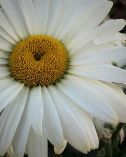 Close-up of fresh white flower blooming outdoors