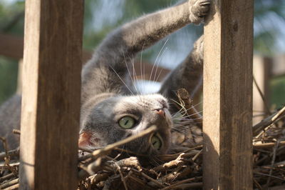 Close-up of cat on tree trunk