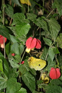 Close-up of plants