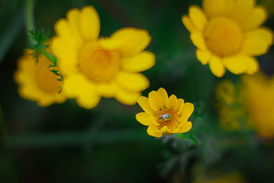 Close-up of yellow flowering plant on field