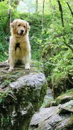 Portrait of dog on rock by trees