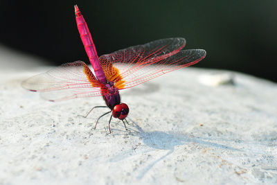 Close-up of dragonfly