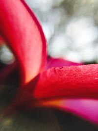 Extreme close up of pink flower