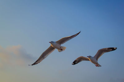 Low angle view of seagulls flying against clear sky