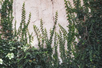 Close-up of ivy growing on tree trunk