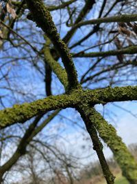 Low angle view of lichen growing on tree against sky