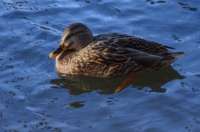 High angle view of mallard duck swimming on lake