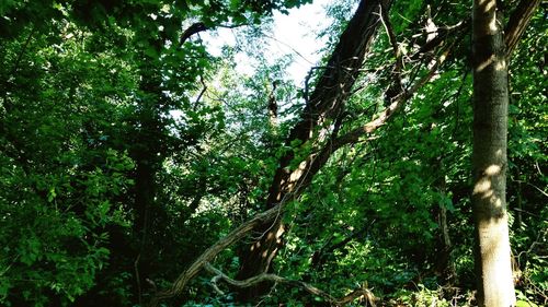 Low angle view of bamboo trees in forest