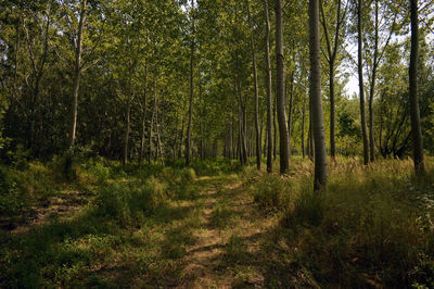 Trees in forest