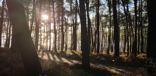 Trees in forest