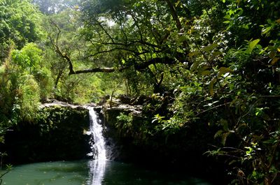 River flowing through forest